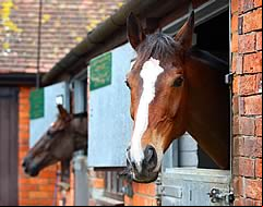 Stablemates Denman and Kauto Star